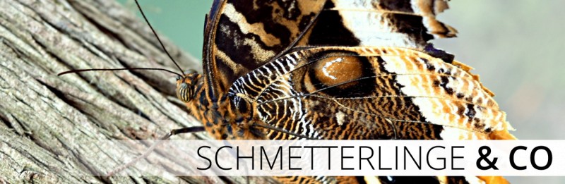 Autoaufkleber & Autotattoos › Schmetterlinge