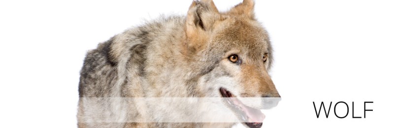Kaufe Lustiger Autoaufkleber „Interessante Wölfe haben Angst vor