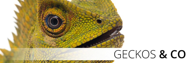 Heckscheibenaufkleber Aufkleber Auto Chill mal - Gecko Echse Autoaufkleber  TATTOO - Der Dekor Aufkleber Shop