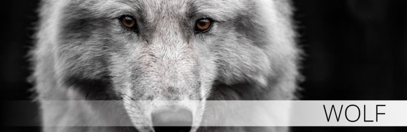 Hellweg Druckerei Wolf Wölfe Hund Heulen Wulf Tier Animal Motorrad Auto  Aufkleber Sticker Heckscheibenaufkleber