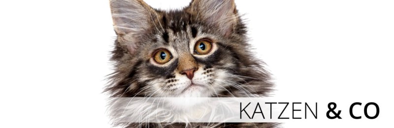 Kratze Katze Aufkleber Auto Aufkleber von Klebe-X jetzt Online bestellen!